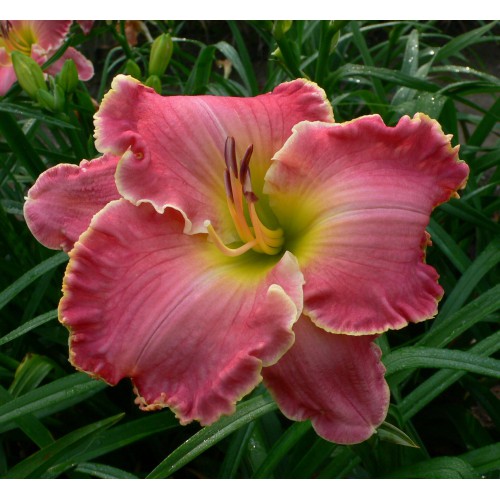 ASHEVILLE-PINK-LADY